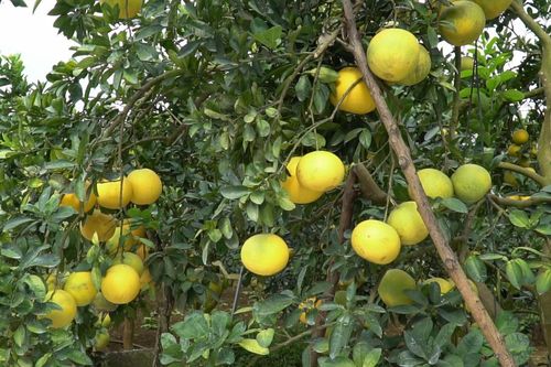 Bưởi Phú Yên khẳng định thương hiệu