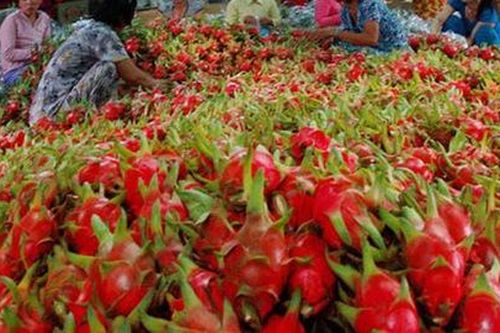 Bộ Công Thương kiến nghị hỗ trợ tiêu thụ nông sản khi xuất khẩu khó khăn bởi nCoV