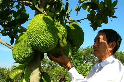 Mít thái rớt giá 'không phanh'