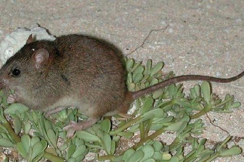 1001 thắc mắc: Loài chuột đáng thương nào bị tuyệt chủng vì biến đổi khí hậu?