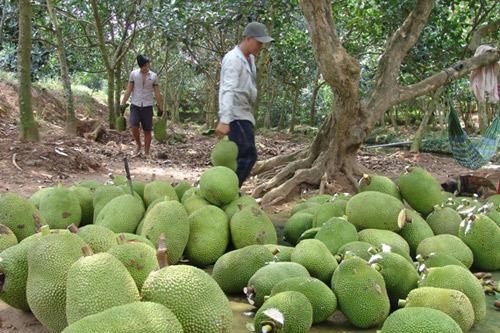 Đầu năm mất giá, 1.000 đồng/kg, vạn tấn trái cây ế nặng