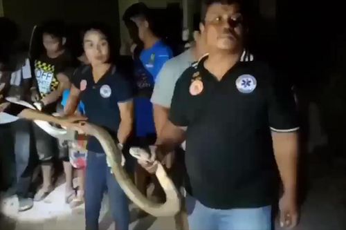 Bị đói, rắn hổ mang dài 4m bò vão bãi đậu xe trốn dưới gầm ô tô