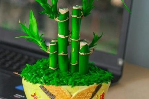 3 con giáp sau phải trồng những loại cây này mới hốt bạc về nhà, phát tài rực rỡ, tiền về như nước