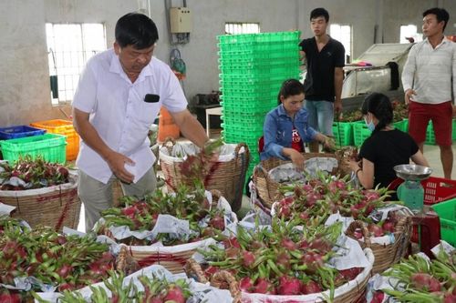 Long An và ngành Công Thương phía Nam: Tìm phương án 'giải cứu' thanh long