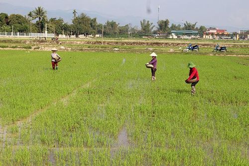 Khẩn trương ra quân sản xuất đầu năm