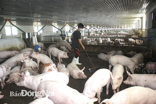 Đồng Nai đã khống chế được dịch tả heo châu Phi