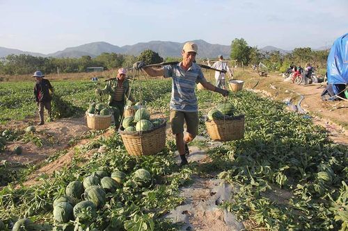Mùa dưa 'đắng' ở vùng Đông Nam tỉnh Gia Lai