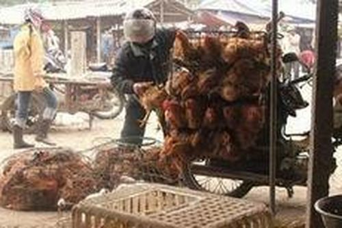 Cam Ranh: Tăng cường kiểm soát gia cầm nhập lậu