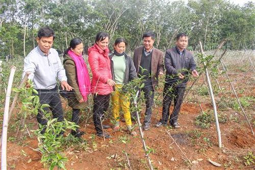 Triển vọng mô hình trồng cây ba kích tím tại Quảng Trị