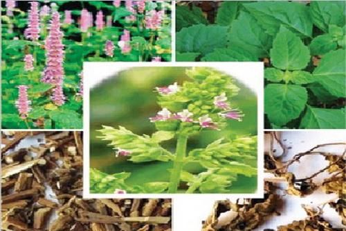 Hoắc hương thuốc hóa thấp, giải biểu