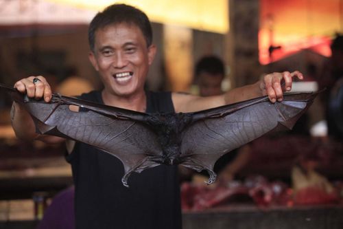 Loạt nhà hàng Indonesia ngừng bán món dơi hầm vì virus corona