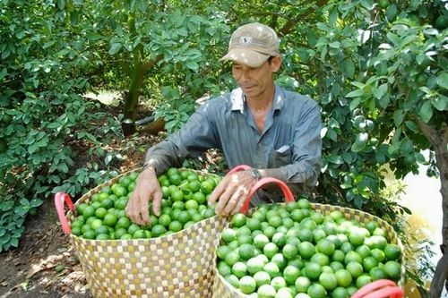 Cam, chanh tăng giá đột biến trong 'cơn bão' virus Corona