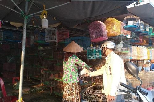 TP Hồ Chí Minh: Tăng cường công tác phòng chống dịch cúm gia cầm