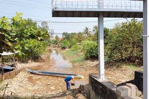 Đồng lúa Cà Mau thất bát vì hạn hán