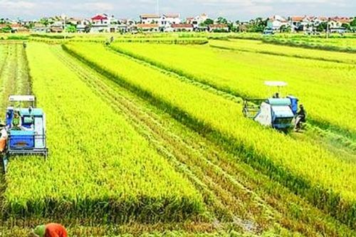 Nông nghiệp Việt Nam và thách thức vượt 'bão' virus Corona