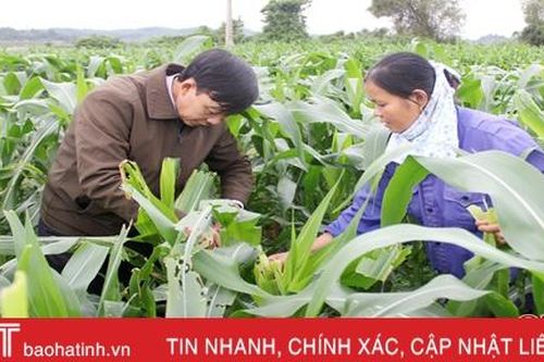 Sâu keo mùa thu 'tấn công' nhiều cánh đồng ngô ở Hương Khê