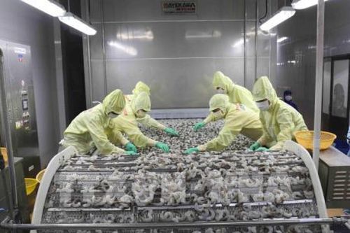 Hoa Kỳ điều tra hành vi lẩn tránh thuế với tôm xuất khẩu