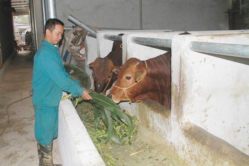 Chiếc 'cần câu' thoát nghèo