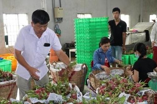 Long An tìm cách 'giải cứu'gần 30.000 tấn thanh long