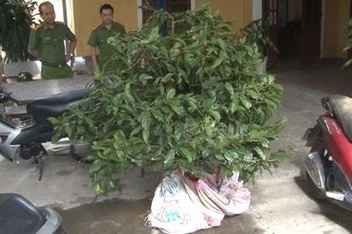 Khởi tố 2 đối tượng trộm cây mai cảnh