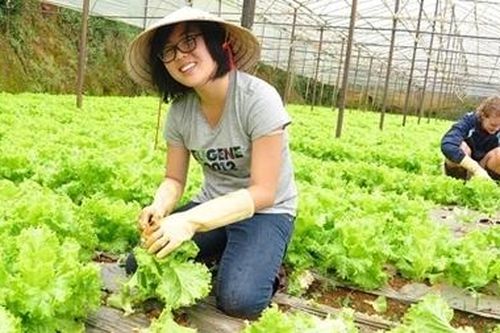 Rau Đà Lạt bất ngờ tăng giá mạnh