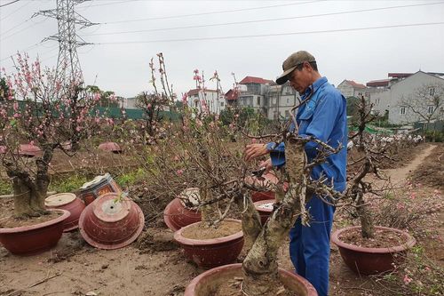 Xong Tết ,chủ vườn đào ở Hà Nội đã vào vụ mới