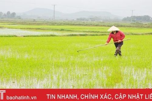 Chi hội trưởng sản xuất gần 1,4 mẫu lúa: 'Mình phải cố gắng làm kinh tế giỏi thì người dân mới nghe'