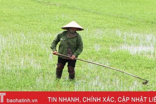 Đạo ôn, chuột đồng 'tấn công' hàng trăm héc-ta lúa xuân Hà Tĩnh