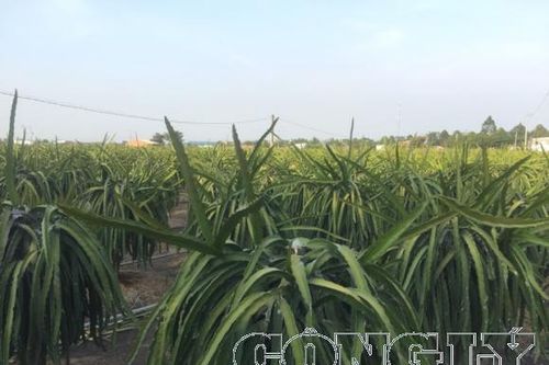 Long An: Thanh long rớt giá thê thảm vì Virus corona