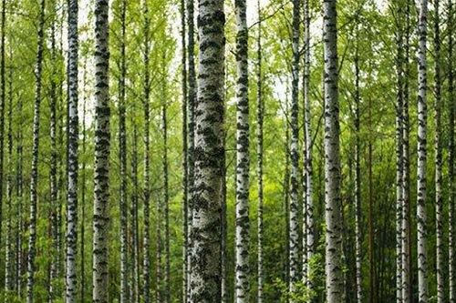 Cây bạch dương có thể cảm nhận được trọng lượng của chính mình