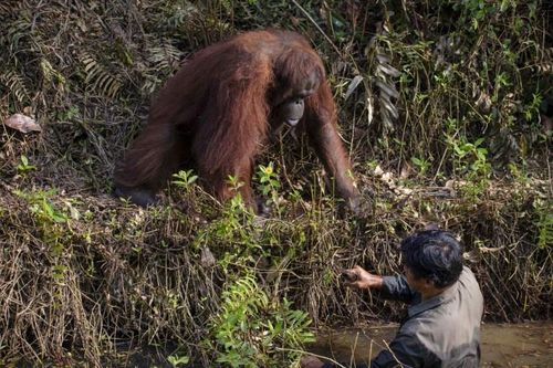 Bắt rắn dưới sông, người đàn ông được đười ươi trên bờ giơ tay 'cứu'