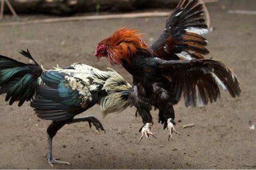 Cảnh sát vây ráp hơn 20 người đá gà ăn tiền
