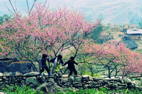 Hoa đào núi Tây Bắc khoe sắc hồng tuyệt đẹp trong nắng xuân