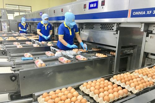 Doanh nghiệp chia sẻ với nông dân cách nuôi gia cầm sạch, phù hợp xuất khẩu