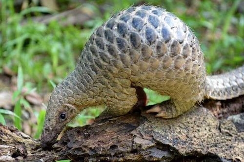Tê tê có thể là vật chủ trung gian cho virus corona