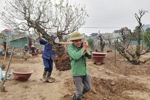 Hối hả gom đào về vườn sau Tết ở làng Nhật Tân