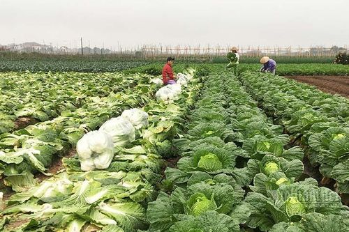 Chưa năm nào như năm nay, bán một sào rau đút túi ngay 2 chỉ vàng