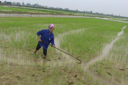 Nhiều diện tích lúa xuân ở Nghệ An bị sâu bệnh gây hại