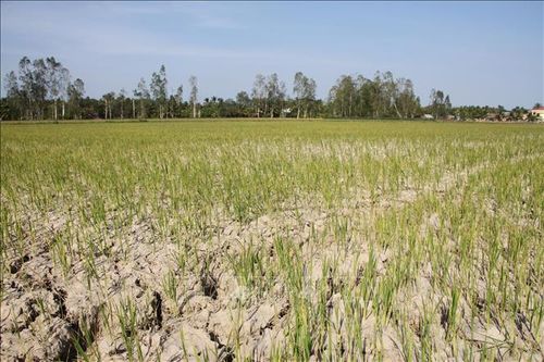 Chủ quan 'xé rào' xuống giống vụ 3, hàng ngàn ha lúa có nguy cơ mất trắng