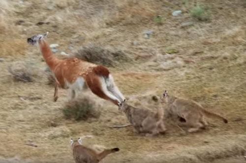 CLIP: 4 mẹ con báo sư tử 'bất lực' trước lạc đà Guanaco