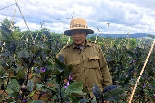 Đắk Lắk: Thu nhập cao nhờ trồng cà tím Nhật Bản