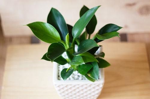 Đặt những loại cây này lên bàn thờ Thần Tài, tài lộc chiếu rọi, gia chủ cả năm làm ăn phát đạt