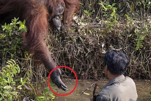 Cảm động giây phút vượn chìa tay kéo nhân viên đang bắt rắn dưới nước