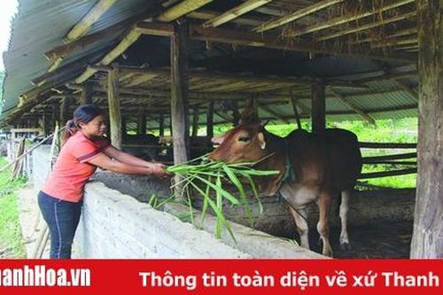 Nhân rộng mô hình phụ nữ giúp nhau giảm nghèo ở huyện Như Xuân