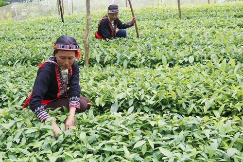 Toàn tỉnh trồng gần 54.000 cây lâm nghiệp đầu xuân