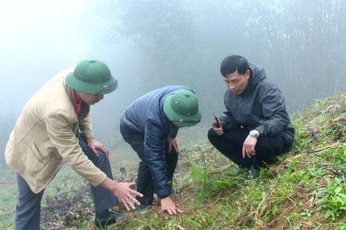 Bắc Hà trồng mới 100 ha cây lê địa phương