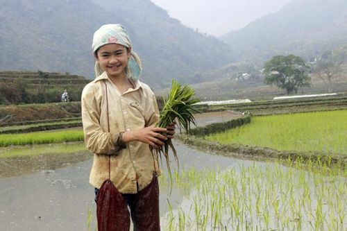 Nghỉ tránh dịch nCoV, trẻ em vùng cao phụ giúp việc gia đình
