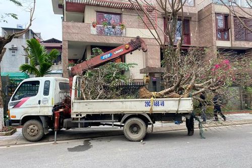 Hành trình 'tái sinh' những gốc đào
