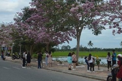 Vẻ đẹp hút hồn và lãng mạn của đường hoa kèn hồng