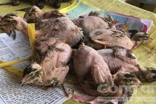Nguy cơ lây nhiễm bệnh do virus rất cao từ động vật hoang dã